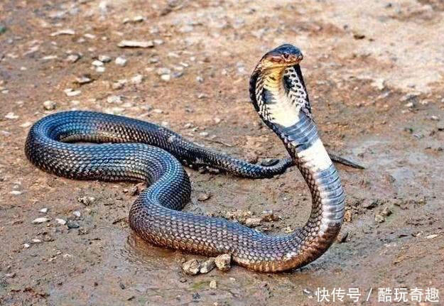 世界十大最毒动物排名,眼镜王蛇仅排第九,全身