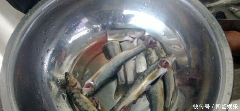 藏区基本没人钓鱼，高山冷水鱼的密度很大