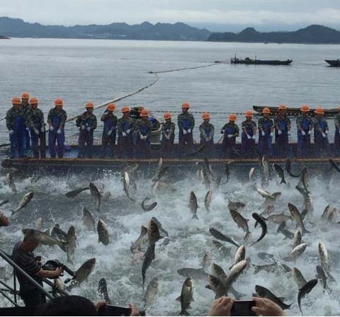 巨网捕鱼万鱼跃起盛况空前!千岛湖渔业2017再获丰收!