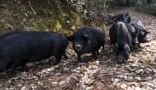 在山上放养一群猪,肉质鲜嫩、天然有机!这样养