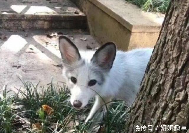 校长突击活动学生,发现很多宠物情趣,称奇葩KTV检查句子寝室喊麦图片