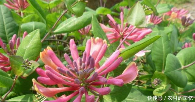 2018年种植什么中药材最赚钱种植未来5年将稀