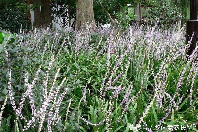 路边一种常见的小草, 泡水喝可以有助睡眠, 你见