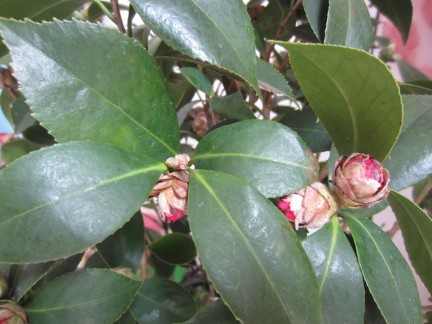 茶花开始掉叶子,杜鹃花都打蔫了图片