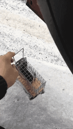 搞笑gif: 你自由了, 奔跑吧! 这片广阔大地属于你了!