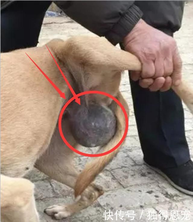 狗狗身上长出巨大肿瘤,主人带它去检查,却发现