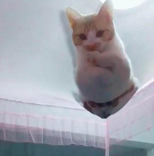 一觉醒来发现床顶的黑影,感觉要不是自己胆子