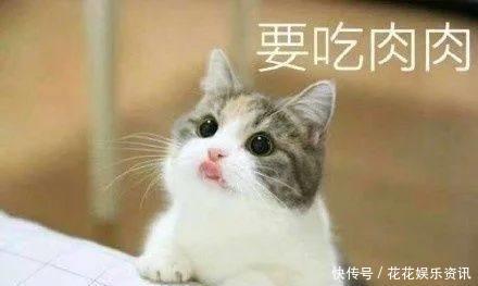 猫:是谁,是谁阻挡1了朕与网友的亲密v网友?美食就表情包掏空身体被像图片