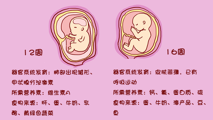 不同时期胎儿器官发育及所需营养