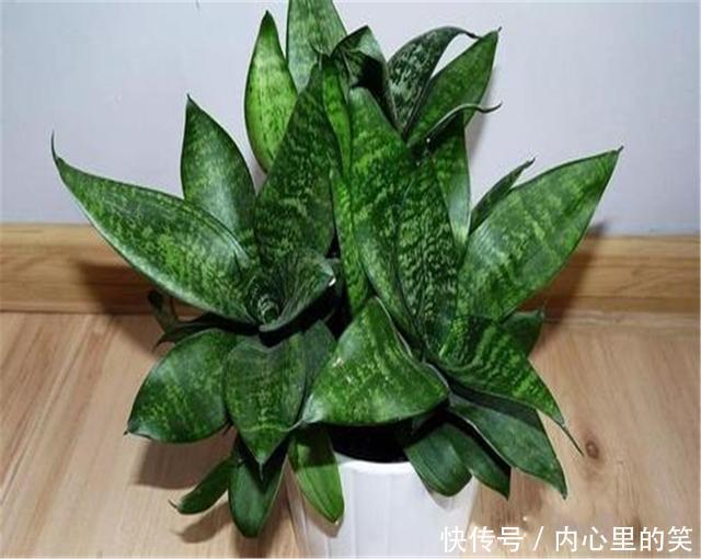 这几种花适合放在卧室,不仅颜值高,还能净化空