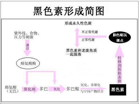 由此可见,通过降低酪氨酸酶的活性来抑制黑色素生成的是非常有效的