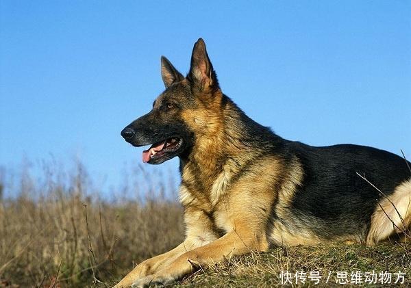 中国家禁养的26种狗