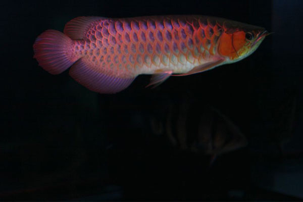 富拉爾基七彩神仙繁殖水族館（七彩神仙魚養(yǎng)殖基地）