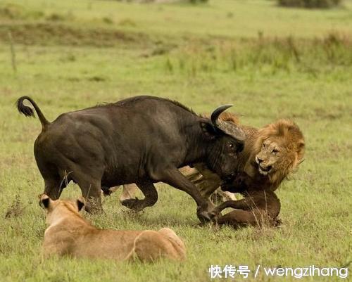 两只狮子都干不过水牛,叼走水牛宝宝结果惹怒