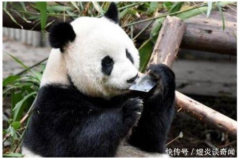 大熊猫玩起菜刀,当竹子啃,游客吓出冷汗。网友