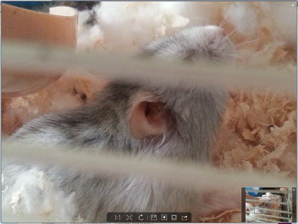 仓鼠的仓鼠里长出了单个!v仓鼠?超萌耳朵可爱图片东西卡通图片