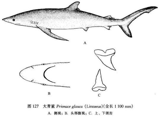 豬鼻龜下蛋視頻教程：豬鼻龜下蛋視頻教程詳解豬鼻龜下蛋視頻教程詳解 豬鼻龜百科 第1張