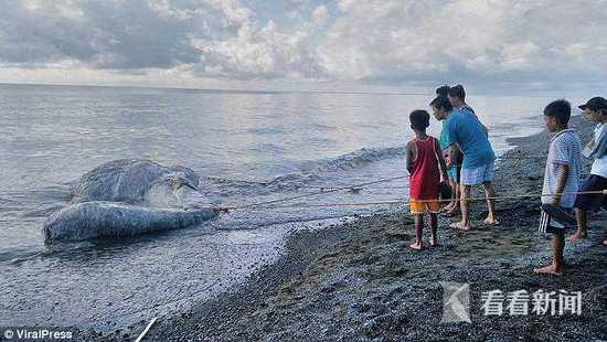 菲律宾海滩惊现长毛\＂海怪\＂尸体:物种不明 臭味奇特