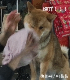 网友给柴犬每天洗脸擦脚,因手法简单粗暴走红,像极了童年的自己 新利18官网