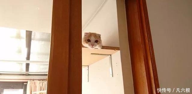 一只在猫架上下不来的小奶猫,铲屎官:哦,这该死