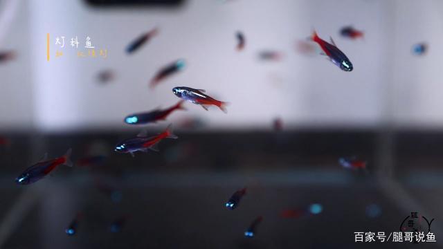 7s魚(yú)缸是什么品牌（7s魚(yú)缸是什么品牌的水泵）