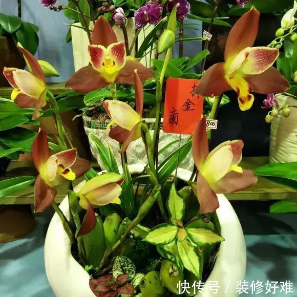 4种花好看也别买,养不活不值钱,还惹一肚子气 赌博直营官方