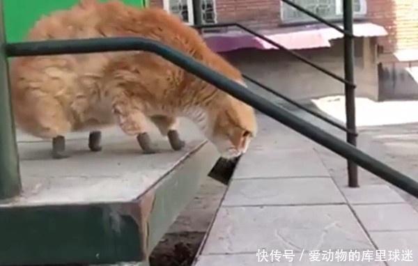胖橘被主人抛弃,零下四十度冻坏猫爪,好心人收留它还帮它装假肢 电子游艺777