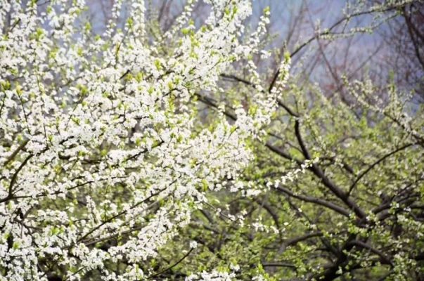 四川三月最值得去的一些花花胜地!你走过几个?