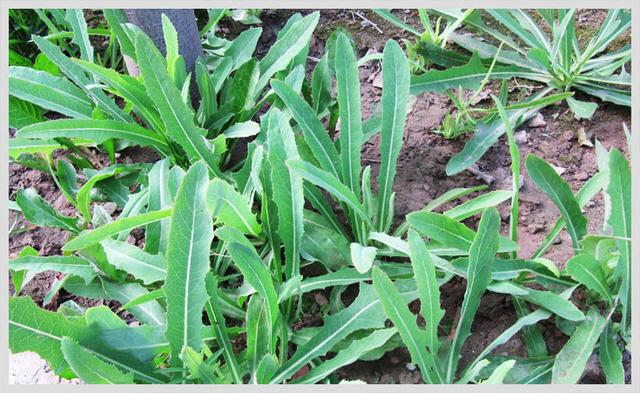 「原创」美容养颜的东北山野菜(记忆里的童年