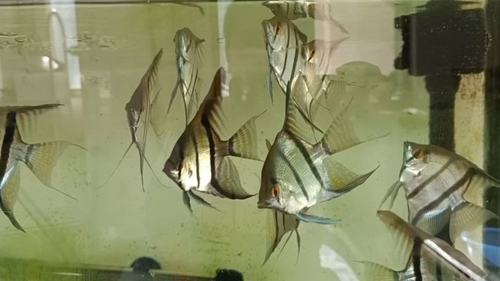 魚(yú)缸排名前十的品牌（中國(guó)十大高端魚(yú)缸品牌排行榜）