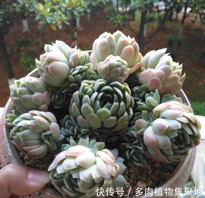 用煮完鸡蛋的水浇花,可以补充养分,让花开不断