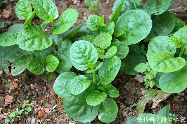 木耳菜营养高,口感爽脆如木耳!种植利润高,亩产