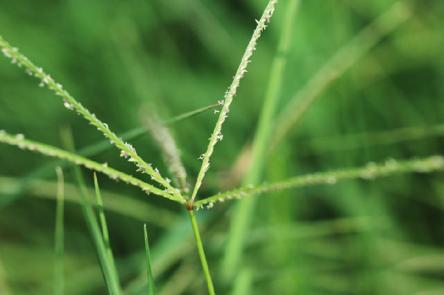 果园里的这种恶草,过去常割来喂兔子,最近才