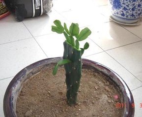 仙人掌侧面嫁接蟹爪兰可以吗