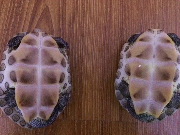 是什么鬼,<em>那个</em>是<em>公母</em>?、_360问答