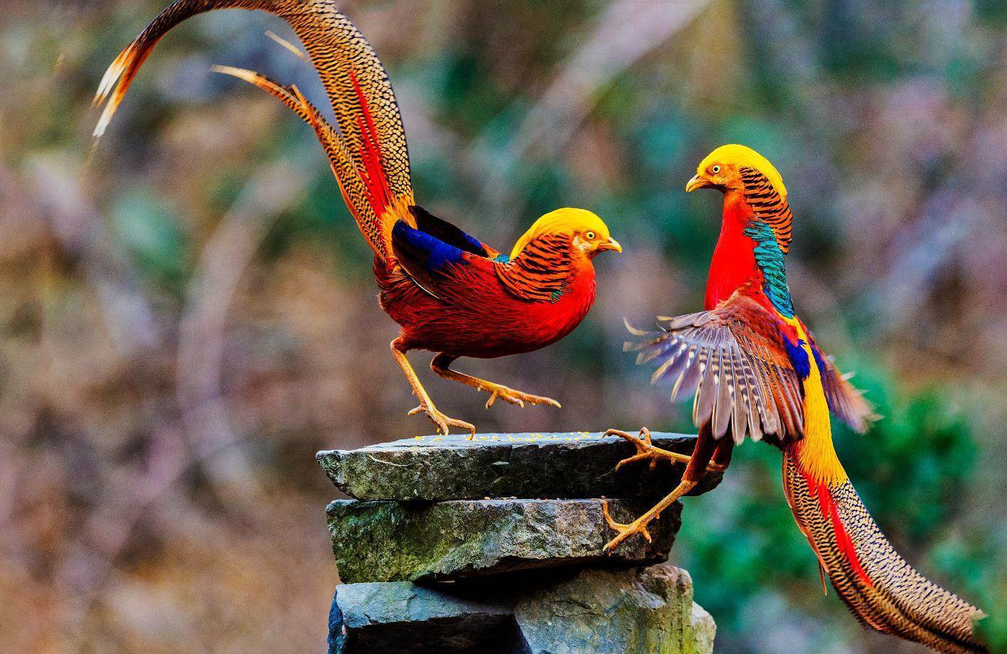 自然界有哪些漂亮的鸟类？ - 知乎