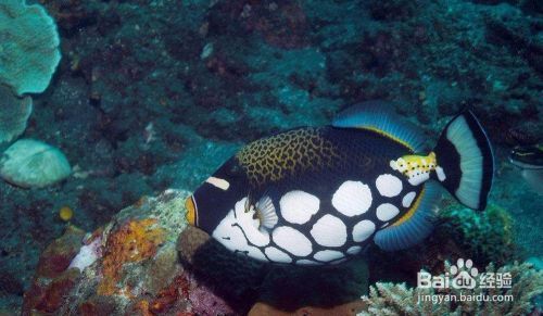 廣州叁元水族寵物有限公司（廣州叁元水族寵物有限公司怎么樣） 全國水族館企業(yè)名錄