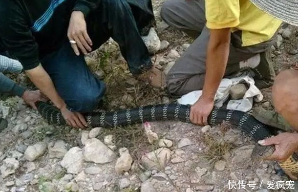 一大爷上山采药，刚把草丛摊开，接下来一幕让人瞬间淡定不了