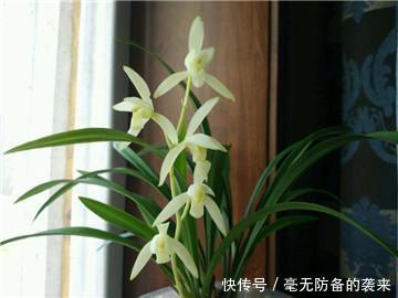 怎样让兰花爆盆开花 t01c3a6b84568dced03.jpg?size=360x270