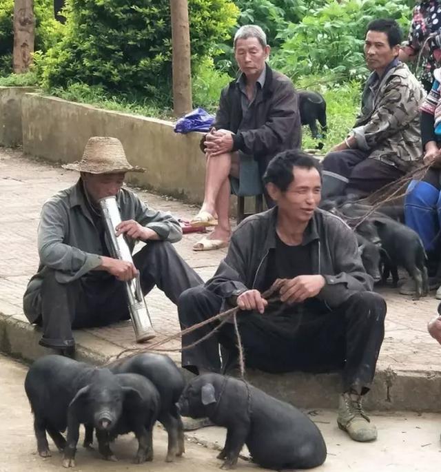 我的乡村生活,今天赶集去!