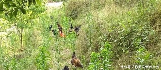 山地出租20元一亩