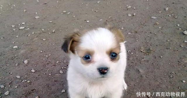 什么宠物犬护主意识最强十大保护主人意识最强