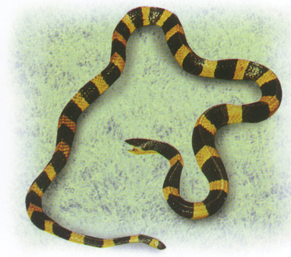金环蛇-动物