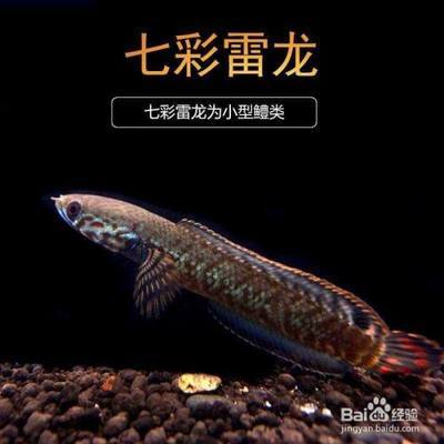 雷龍魚哪個品種好繁殖：珍珠雷龍、金線雷龍、彩虹雷龍魚繁殖成功率提升方法 龍魚百科 第1張