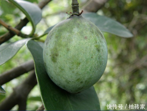 山里这黄色野果，果皮像竹子，味道很酸，却有人靠它致富