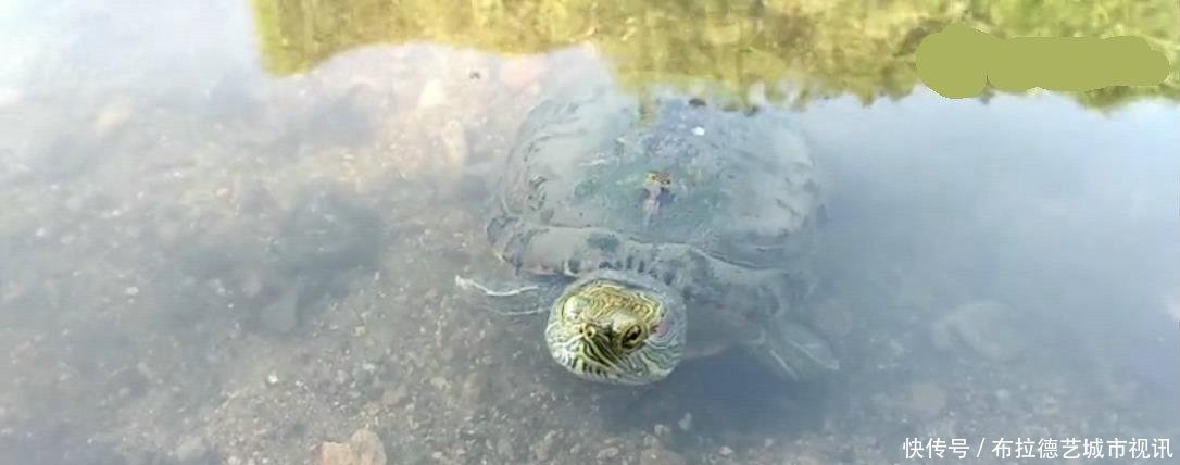 吃青蛙、捕鲫鱼, 一只放生的巴西龟, 成了溪流里