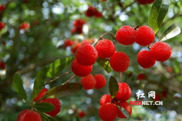 红梅,乌梅,东魁等是常见的杨梅品种.