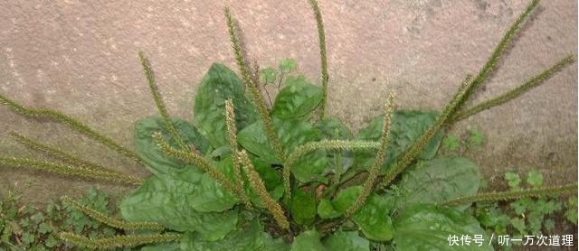 婆婆丁学名叫蒲公英吗 t01c7f4bacbb7715c91.jpg