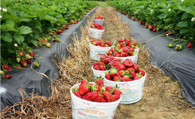 4500元周薪却招不到人, 数百吨草莓烂一地, 网