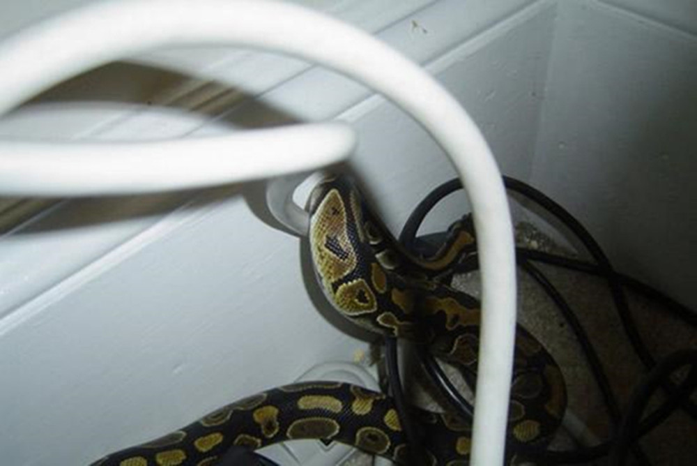 男子家中电脑突然断电,弯下身检查桌底,吓坏了